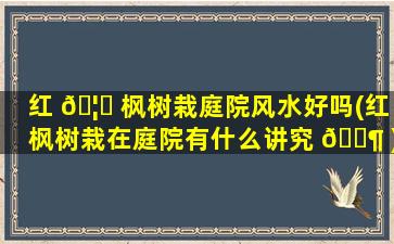 红 🦍 枫树栽庭院风水好吗(红枫树栽在庭院有什么讲究 🐶 )